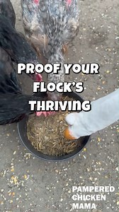 1.6K views | My rooster’s chivalry only goes so far—one hen steals a...