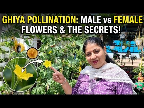 How to Hand Pollinate Bottle Gourd at Home (Full Demo)🥰🌱