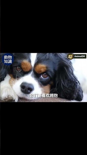 How to choose a small dog for seniors? These 5 breeds are the most worry-free! #dogkeepingforseni...
