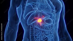 3d rendered medical animation of a man's gallbladder