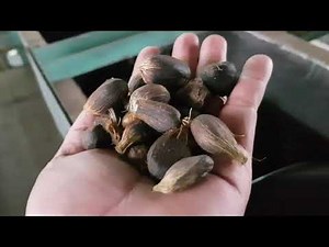 Nut Grading Conveyor Pabrik Kelapa Sawit.