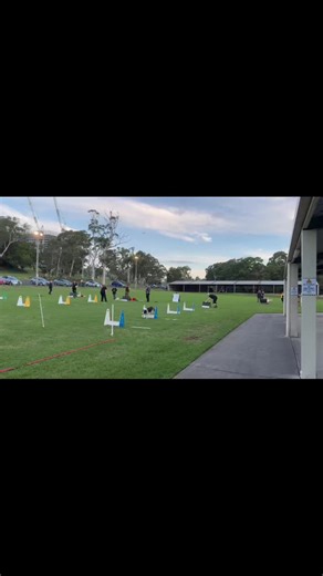 Little turds getting it #bordercollie #fyp #flyballtraining #flyball #flyballdogs
