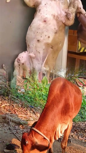Several maggots accumulated on the dog’s body are being squeezed out and removed
