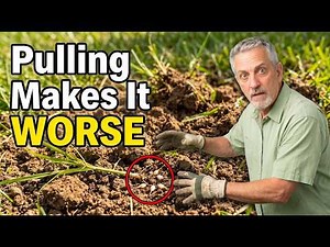 How to Kill Nutsedge for Good (The $15 Fix — Without Wrecking Your Lawn)