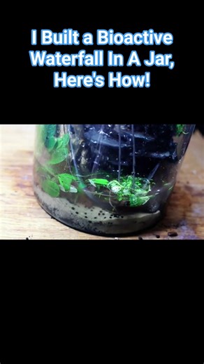 I Built a Bioactive Waterfall In A Jar, Here's How! #terrarium #paludarium | Terrarium Designs2