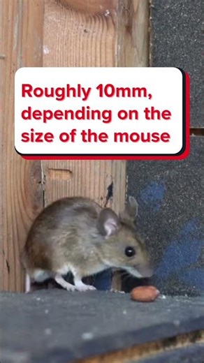 Do you know what size gap a mouse can squeeze through?