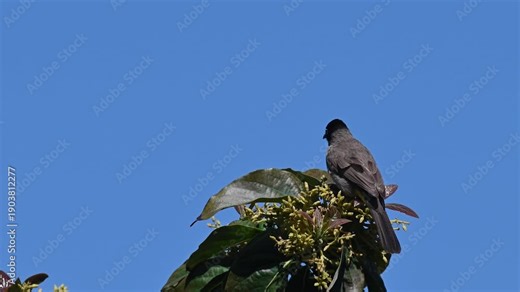 White-spectacled Bulbul (Pycnonotus xanthopygos) perched on the top of a tree, surveying its surroundings and taking flight under a bright blue sky.