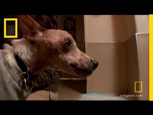 Aristotle's New Home | DogTown: Life After DogTown