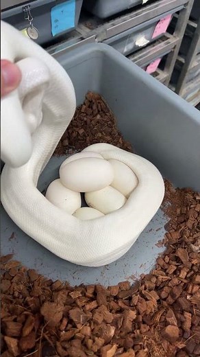 Blue Eyed Leucistic Ball Python eggs!