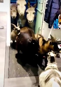 Ils ont eu le malheur de laisser leur porte ouverte. Du coup, certains en ont profité pour leur rendre une petite visite... 😀😆❤️💞💕 | Chien ou Chat
