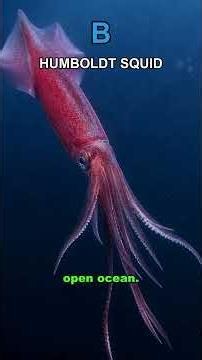 Ranking the Biggest Cephalopods on Earth