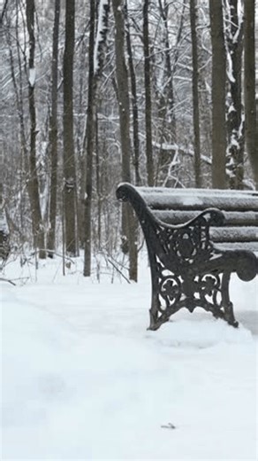 clip-3971802043-snow-dusted-vintage-bench-nestled-between-tree-trunks