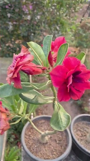 Adenium Beauty