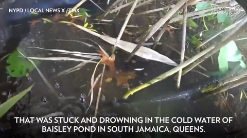 New York Police Officers Rescue Blind Border Collie Drowning in Frigid Pond — Watch!