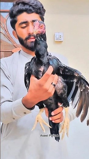 Black Java Aseel Chicken (and Why It’s Worth $2000 #aseel