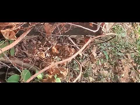 5 year old python going back to patala lok