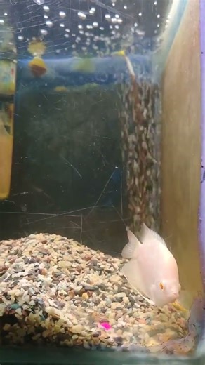 #fish #aquarium #kissing_fish #aquariumfish #gorami #albino#fishtank #wildfish