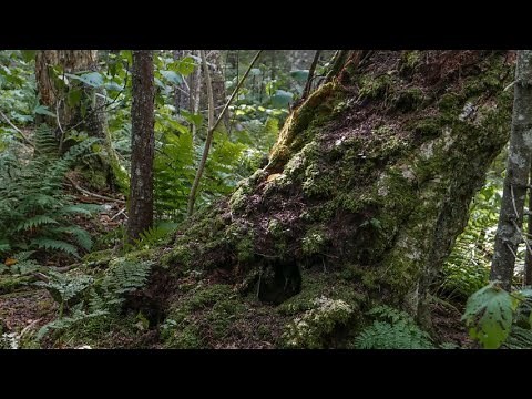 Adirondack Old Growth Forests - A National Treasure