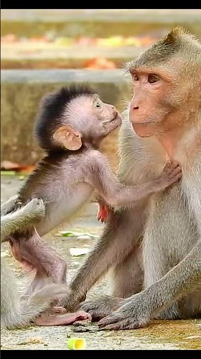 Life of Monkeys: Baby Monkey Shows Amazing Behavior, Not Afraid of Big Monkeys