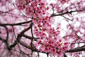 Why spring should actually begin on March 1