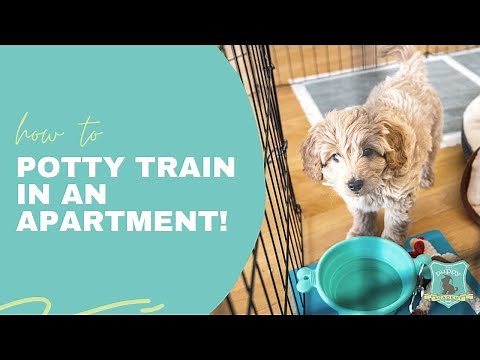 How to Potty Train Your Puppy if You Live in an Apartment!