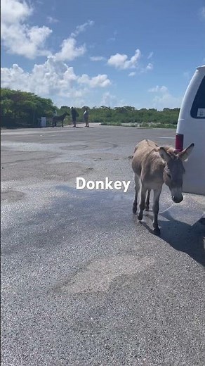 Donkeys on Grand Turk Island - Carnival Cruise Shore Excursion