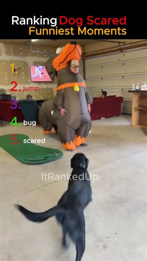 Ranking The Funniest Scared Dog Reactions 🤯