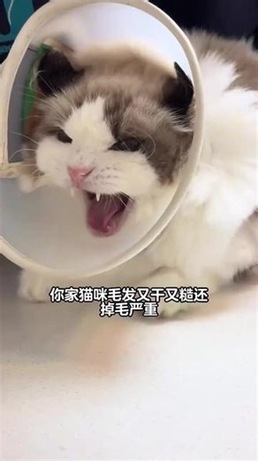 什么？霸弗出新品了！？益肤养毛！猫咪爱吃的不得了！#BARF霸弗 #新品 #猫粮 #猫咪 #养猫人