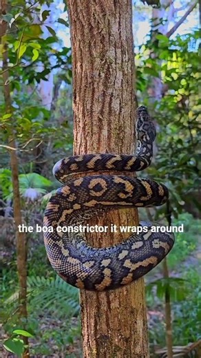 This Snake Doesn’t Need Venom 😳 #facts