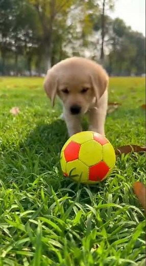 Little Cute Puppy Playing With Ball Watch This Adorable Playtime #puppy #cute #dog