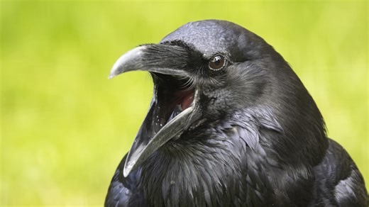 Noisy neighbours: Luxembourg City implements rook management plan