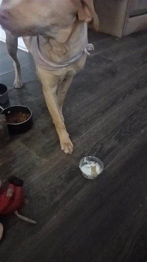 Marley got her 1st pup cup. | Keith R. Kennel