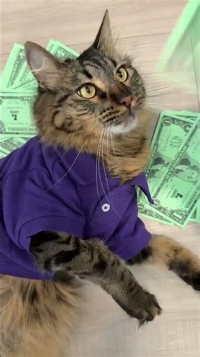 Happy National Cat Day from OneAZ! 💻🐾