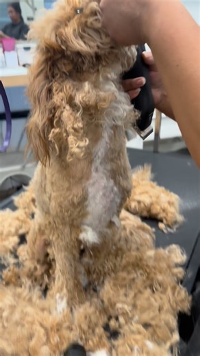 You’re not a bad dog parent. But at home grooming done incorrectly can cause more damage than skipping it altogether. Here’s what I see every week as a professional groomer 👇 • Brushing only the top layer = hidden mats at the skin • Bathing before fully brushing = tighter, painful mats • Spot shaving = uneven regrowth faster matting • Inconsistent nail trims = joint stress over time Between grooms isn’t about doing more…it’s about doing it right. If you’re unsure what tools, schedule, or techni
