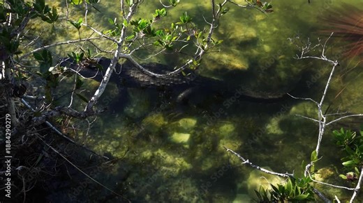 An American alligator fully visible in translucent water remains completely motionless, perhaps awaiting its next meal. The scene highlights the play of light sparkling across the water's surface.