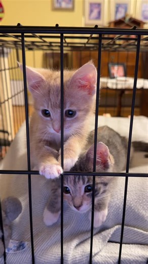 @kitten_zookeeper on Instagram: "Laptop kitty games. Loving the screen time. #kitten #adoptdontshop #cute"
