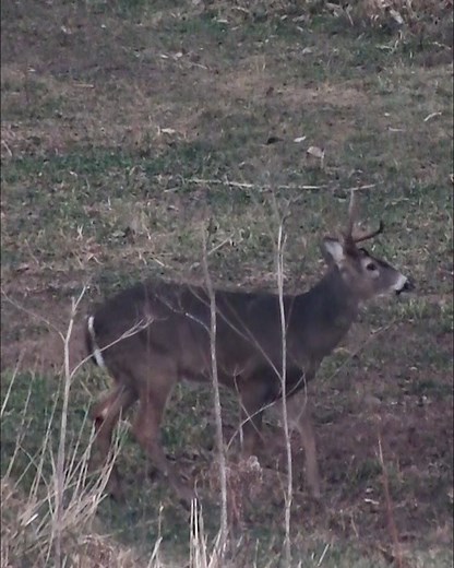 235K views · 3.1K reactions | Unique buck with a muzzleloader | Own the Season TV | Facebook