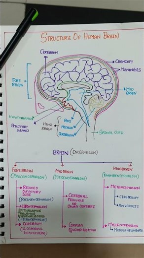 STRUCTURE OF BRAIN CLASS 10 CBSE