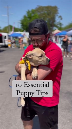 Top 10 Priorities When Bringing Home a New Puppy