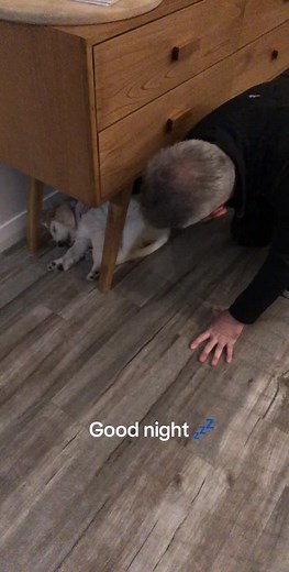 Adorable Moments: Puppies Falling Asleep Compilation