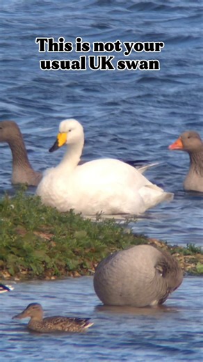 Meet the whooper swan 🦢 A winter visitor!