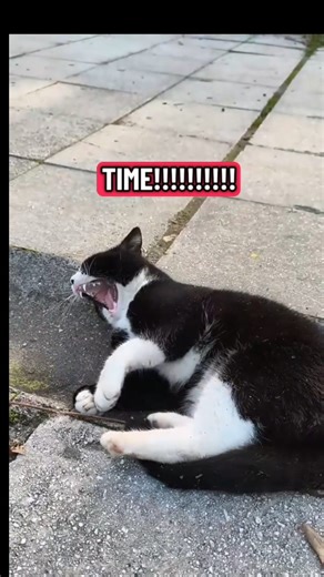 Fluffy Puff Meow 🐾🐾🐾🐾🐾 on Instagram: "Who loves me online? 🥹✨💕 #cat #reelsviralシ #catlovers #fypシ゚viralシ #cute"