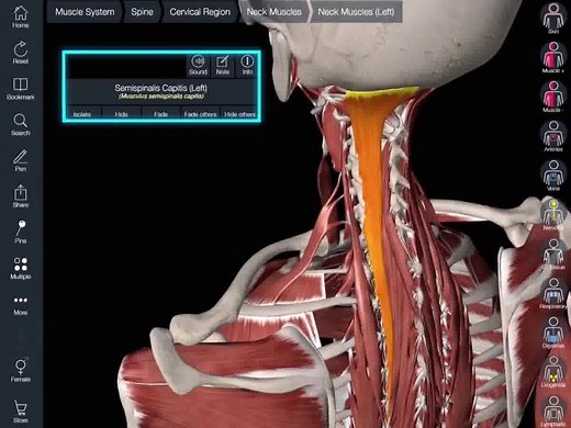 2K views · 71 reactions | Learn how your body is put together; with Essential Anatomy 5 for iPad you can explore the human anatomy in full 3D. For more videos, check out our YouTube channel at https://www.youtube.com/channel/UC6jEF1orhgER1Nsc174FwTg | Complete Anatomy | Facebook