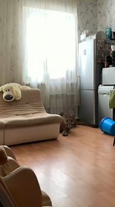 When Messi was a teenager🤣 #messi #puma #cats #pumbacaracal #animal #wild #forest #animallover #love #reels #reelsvideo #trend #viral #fyp #trendingnow #trvideosendingreels #pet #petlover #reels2024 #foryou #best #mainecoon #siberiancaracal #caracaltymen #caracal #bigcat #caracalcat #каракал #cat #kitten #cattery #exoticcat #catslife | PumbaCaracal