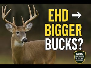 EHD is a GOOD Thing - Ohio Hunting News