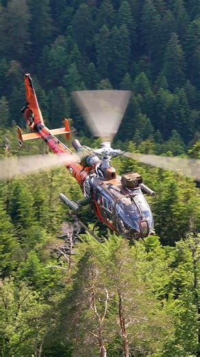 174K views · 4.1K reactions | Tiger! Tiger! Tiger! Check out the new...