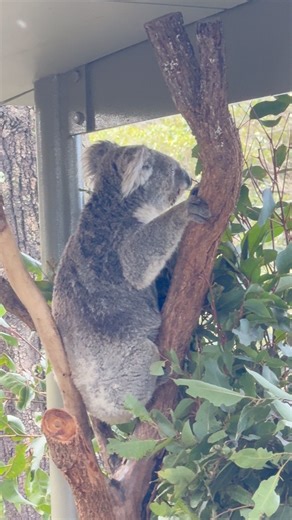 Koala at Taronga Zoo, Sydney #fblifestyle | Australia-Phil