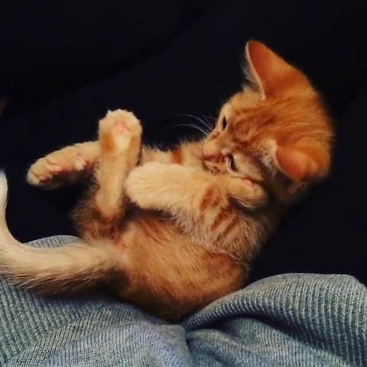 There's Nothing Like A Cute Kitten To Brighten Up Your Day ! ( www.cutestpaw.com/tag/cats/ ) | Cutest Paw