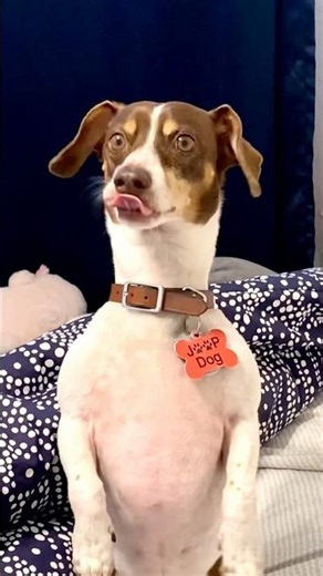 Meet Oliver #lifewithabassador #shorts #dogshorts