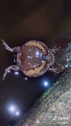 Frog Sounds Compilation - Palakang Bukid in Different Environments